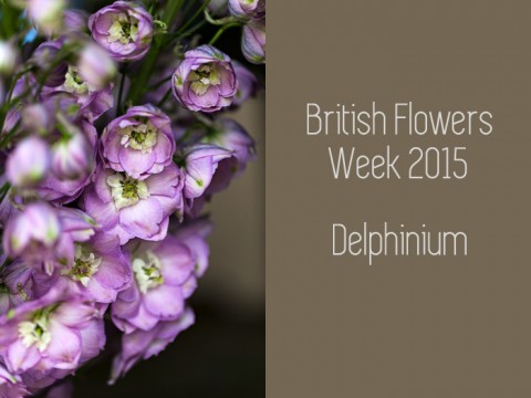 Kate Avery Delphinium-13 The Floral Alchemist FEATURE