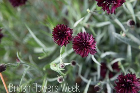 black cornflower via waitrose