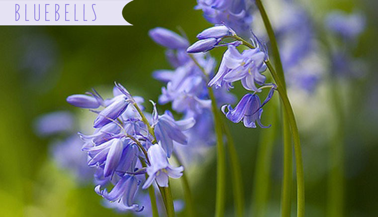 bluebellfeature