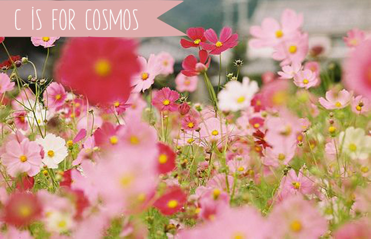 cosmos